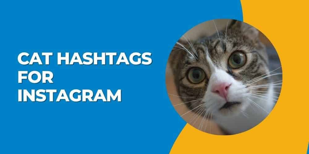 Best Cat Hashtags For Instagram 2024 Trendy cat Lover