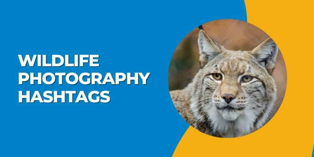 Best Wildlife Photography Hashtags 2024 WildlifePhotography